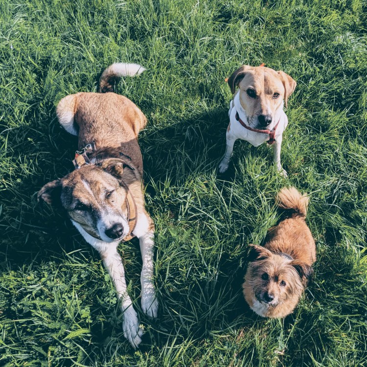 Unsere drei Streuner