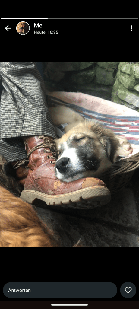 Odin sucht sein&nbsp;Zuhause